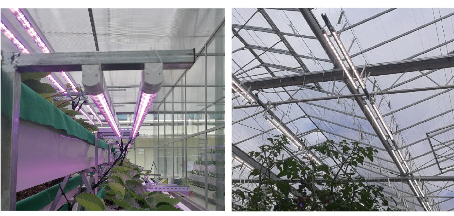 Linear Toplight LED Light fixture for indoor & Greenhouse Solution